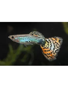 Guppy macho Leopardo