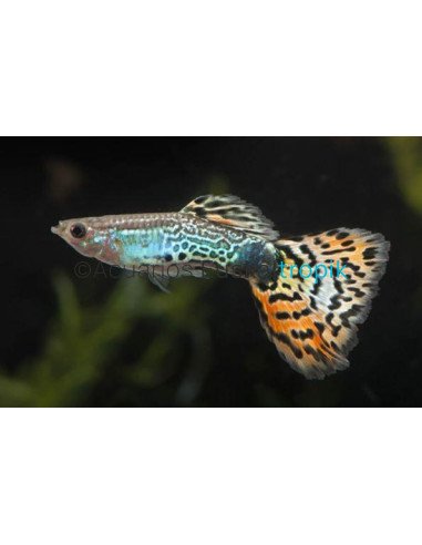 Guppy macho Leopardo