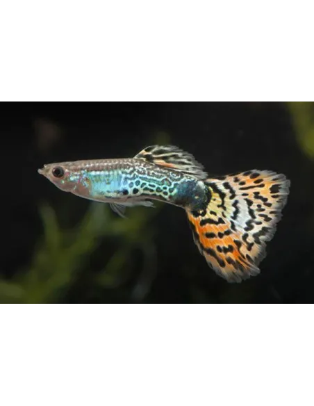 Guppy macho Leopardo