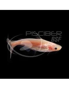 Pangasius albino