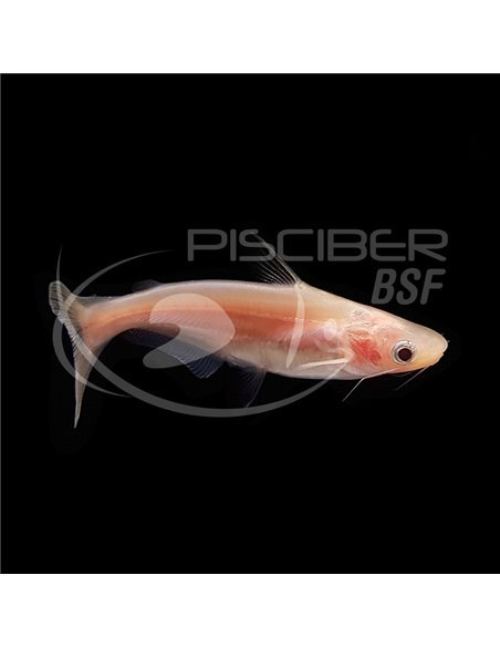 Pangasius albino
