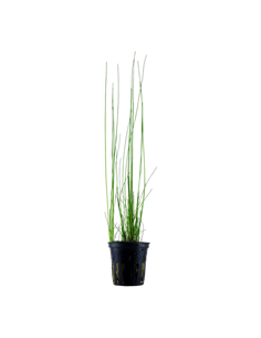 Eleocharis montevidensis