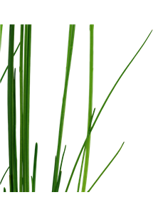 Eleocharis montevidensis 2