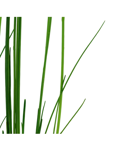 Eleocharis montevidensis