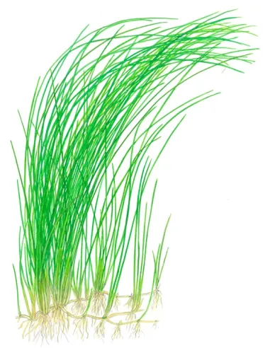 Eleocharis montevidensis