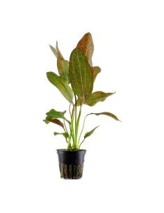 Echinodorus 'Ozelot'