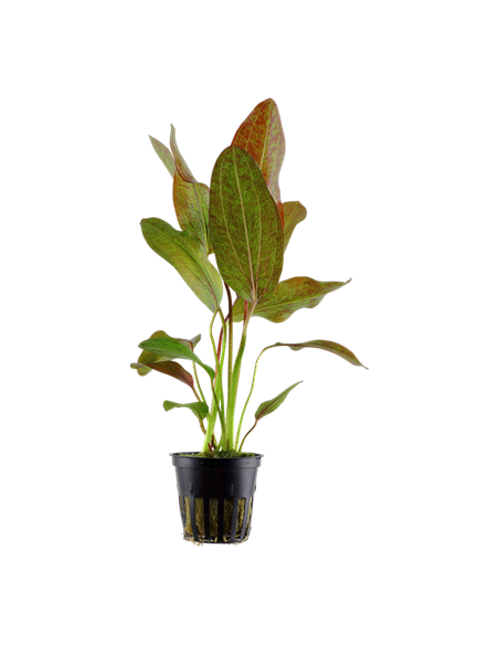 Echinodorus 'Ozelot'