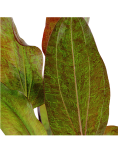 Echinodorus 'Ozelot' 2