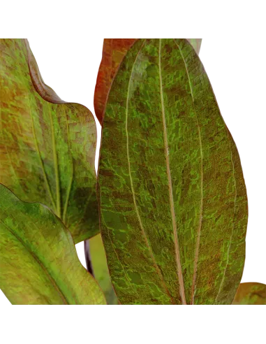 Echinodorus 'Ozelot'