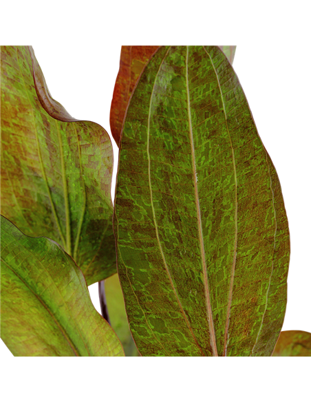 Echinodorus 'Ozelot'