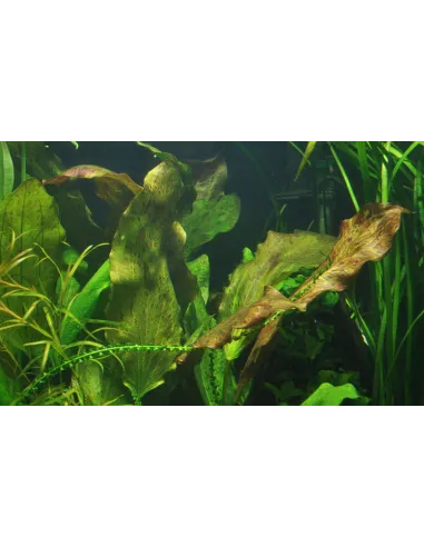 Echinodorus 'Ozelot'