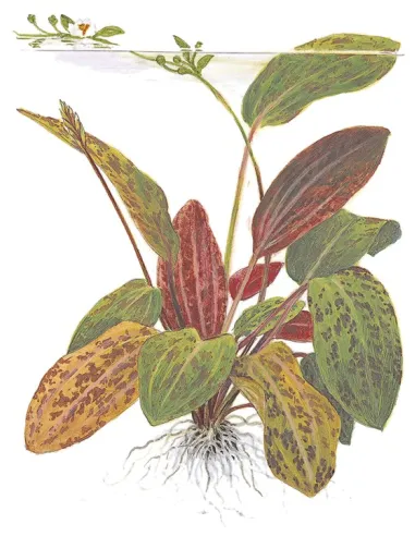 Echinodorus 'Ozelot'