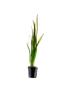 Vallisneria spiralis 'Tiger'