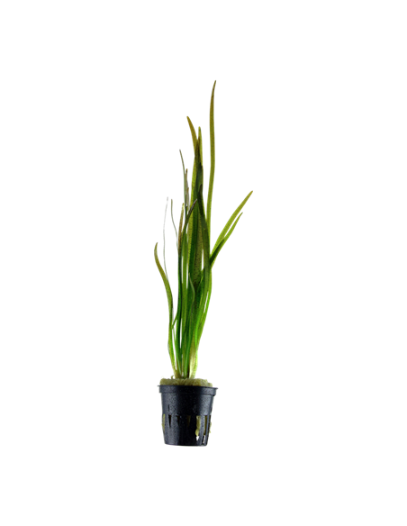 Vallisneria spiralis 'Tiger'