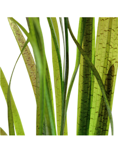 Vallisneria spiralis 'Tiger' 2