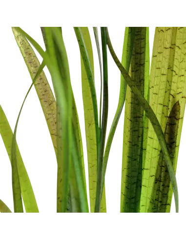 Vallisneria spiralis 'Tiger'