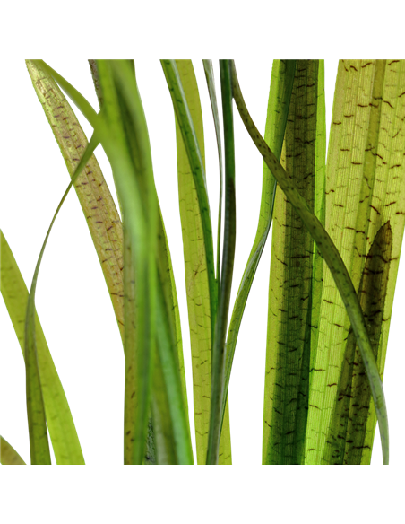 Vallisneria spiralis 'Tiger'