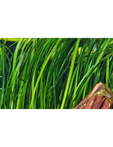 Vallisneria spiralis 'Tiger'