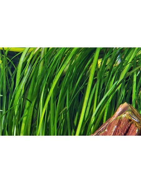 Vallisneria spiralis 'Tiger'