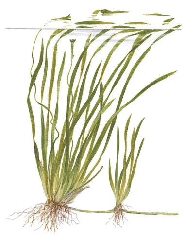 Vallisneria spiralis 'Tiger'