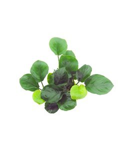 Anubias barteri ’Coin Leaf’ 2