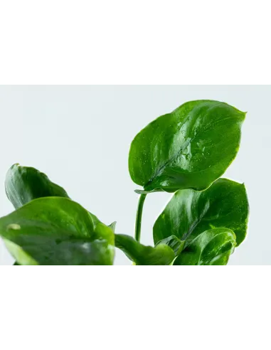 Anubias barteri ’Coin Leaf’