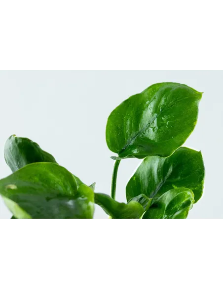 Anubias barteri ’Coin Leaf’