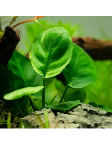 Anubias barteri ’Coin Leaf’