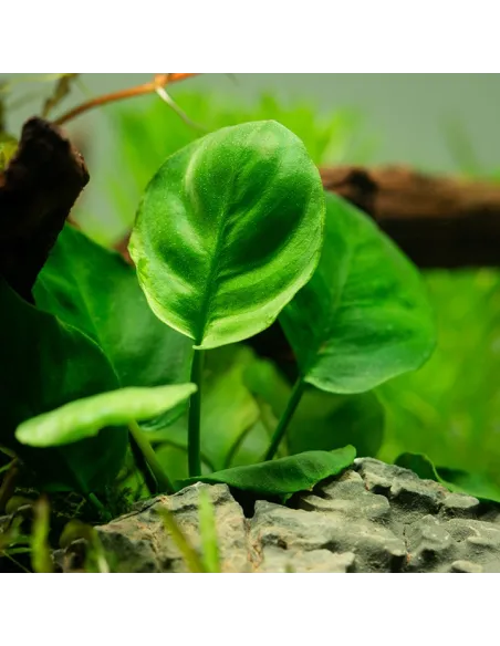 Anubias barteri ’Coin Leaf’