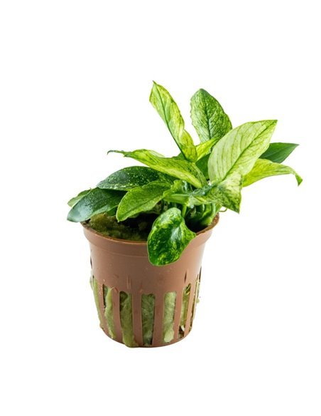 Anubias barteri var.