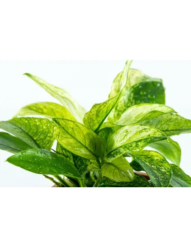 Anubias barteri var.