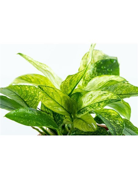 Anubias barteri var.