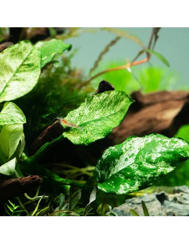 Anubias barteri var.