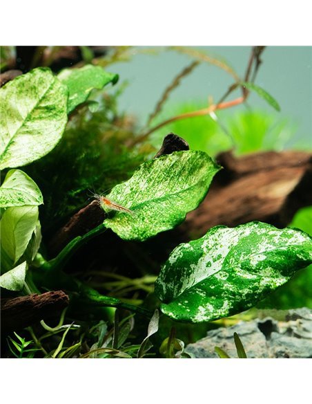 Anubias barteri var.