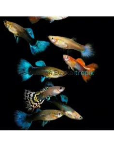 Guppy hembra dumbo mosaico