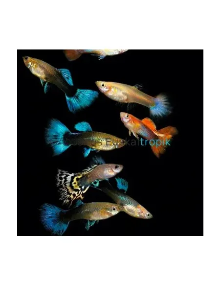 Guppy hembra dumbo mosaico