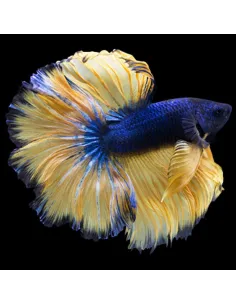 Betta macho Media Luna Mustard Gass Amarillo (5-6cm)