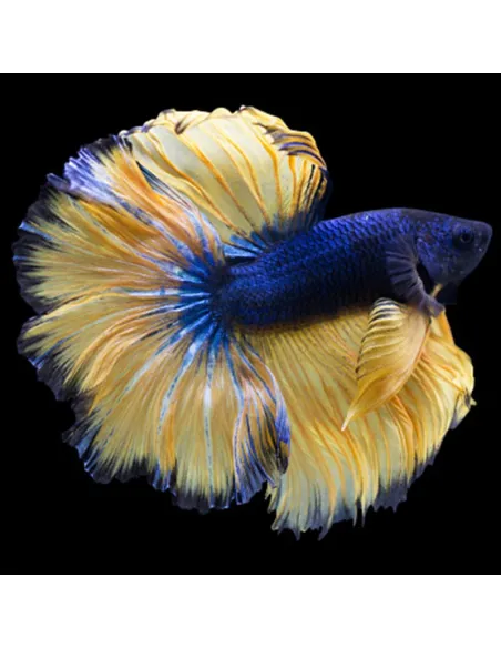 Betta macho Mustard Gas Amarillo XL