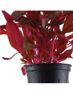 Alternanthera reineckii 'Rosanervig' 2