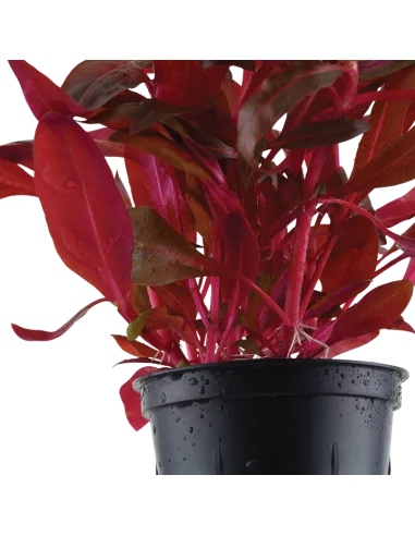 Alternanthera reineckii 'Rosanervig'