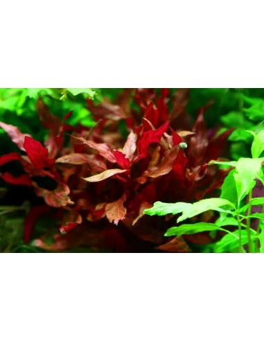 Alternanthera reineckii 'Rosanervig'