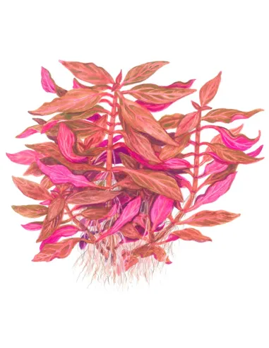 Alternanthera reineckii 'Rosanervig'