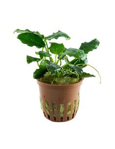 Anubias barteri var.
