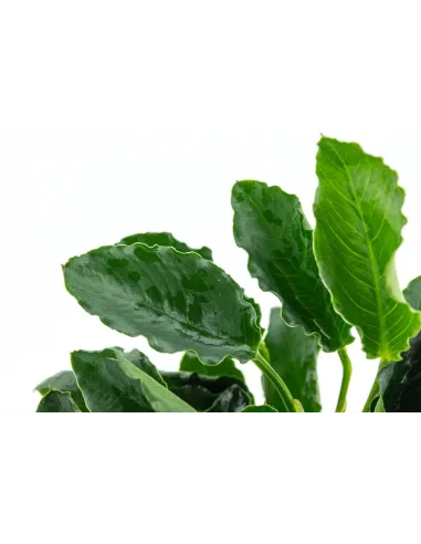 Anubias barteri var.