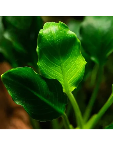 Anubias barteri var.