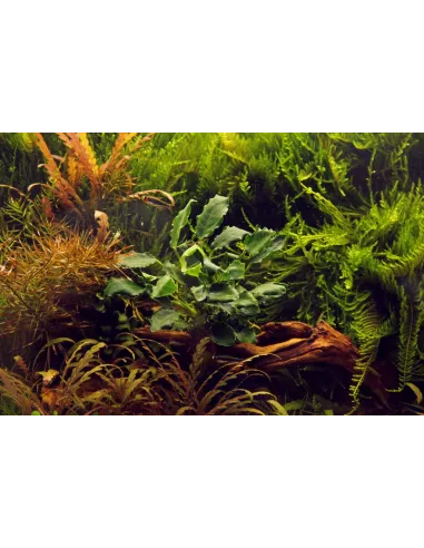 Anubias barteri var.