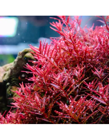 Luz led Twinstar S-Line Serie IV