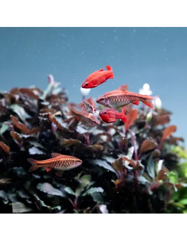 Luz led Twinstar S-Line Serie IV