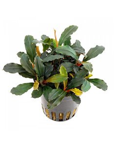 Bucephelandra lamandau
