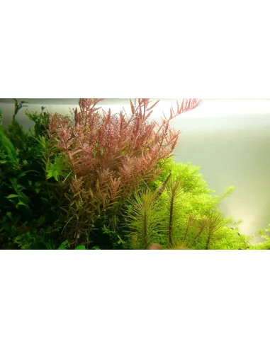 Rotala rotundifolia